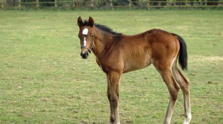 2015 colt by Dawn Approach